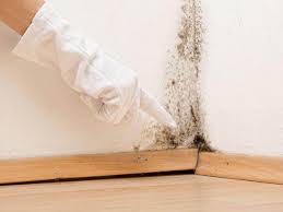 Reliable Maynardville, TN Mold Removal & Remediation Solutions